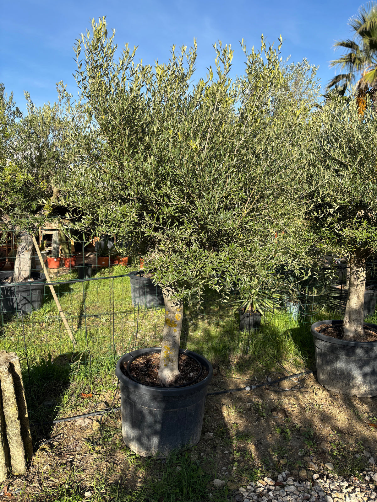 Oliviers de production – Super Intensif