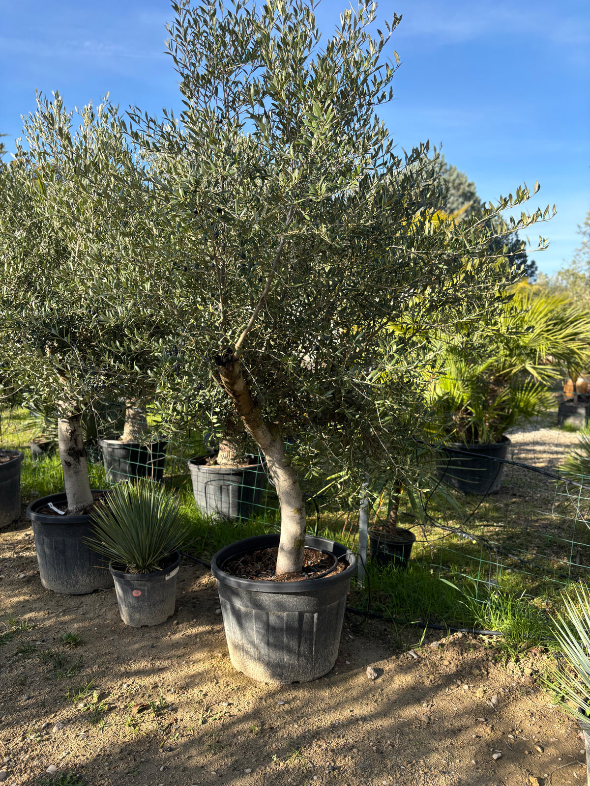 Oliviers de production