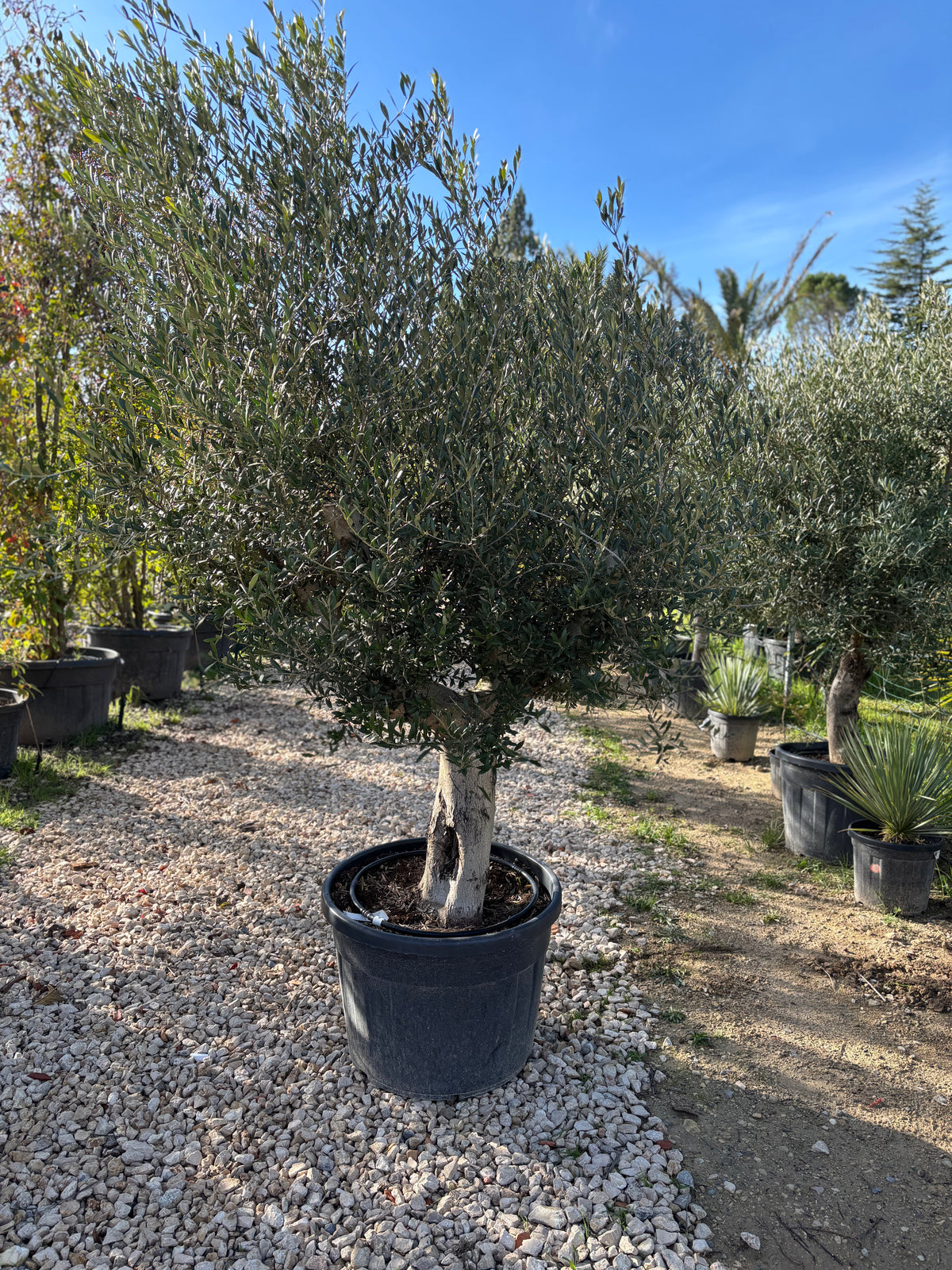 Oliviers de production – Super Intensif