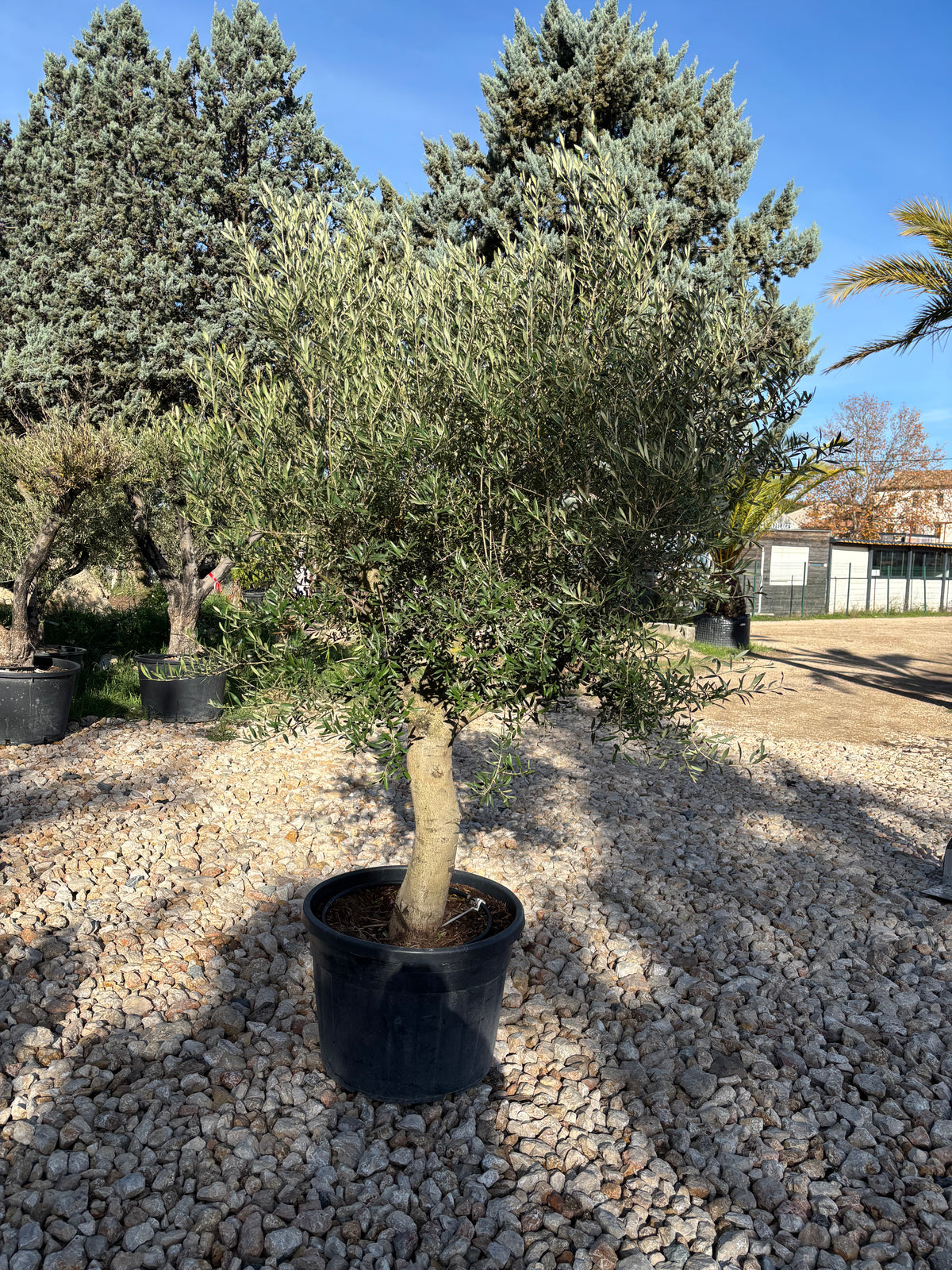 Oliviers de production – Super Intensif