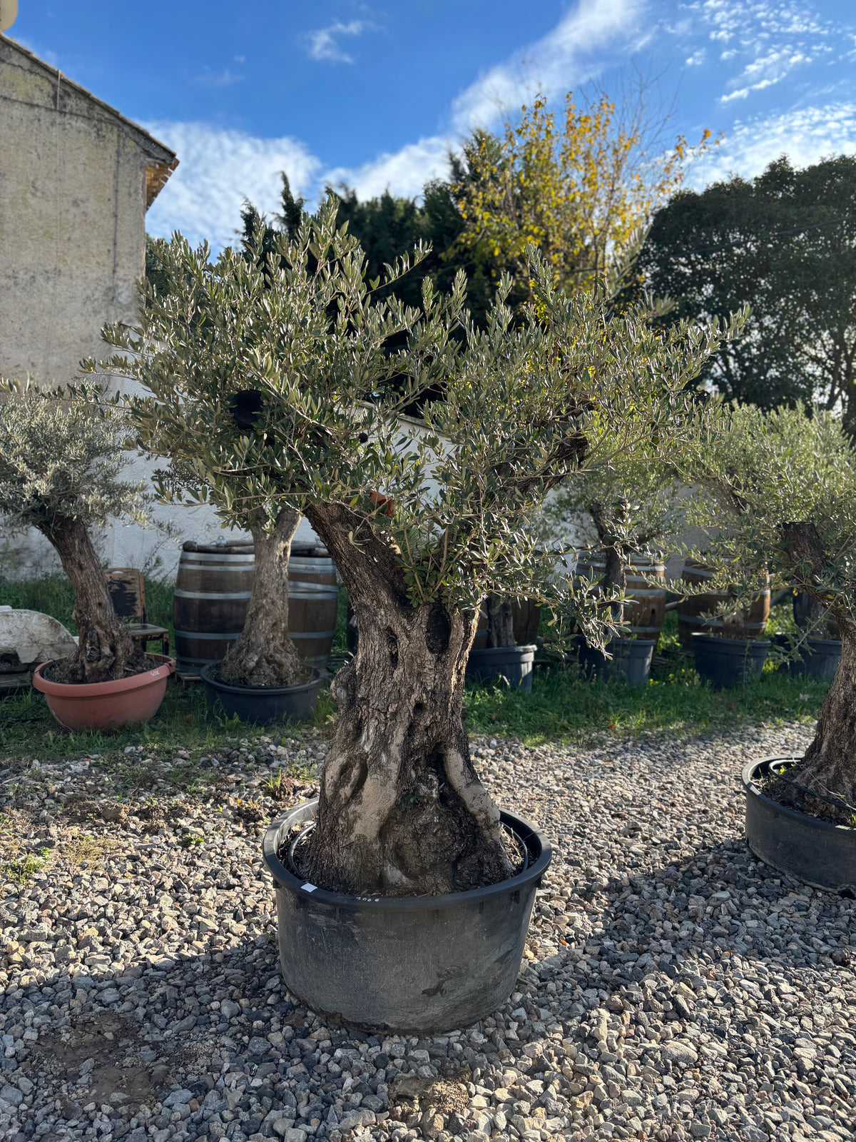 Olivier Centenaire – Sujet Unique