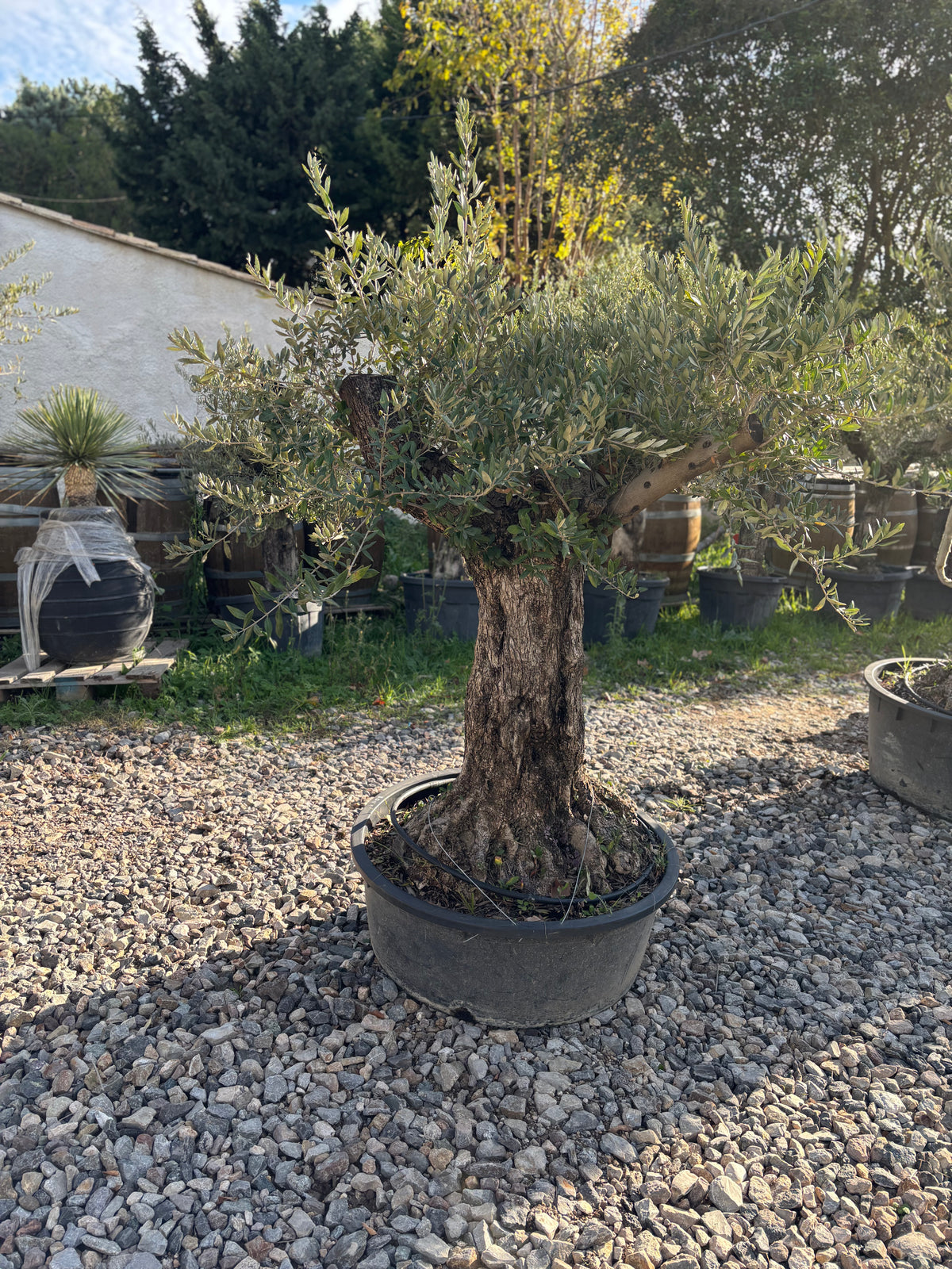 Olivier Centenaire – Forme Naturelle