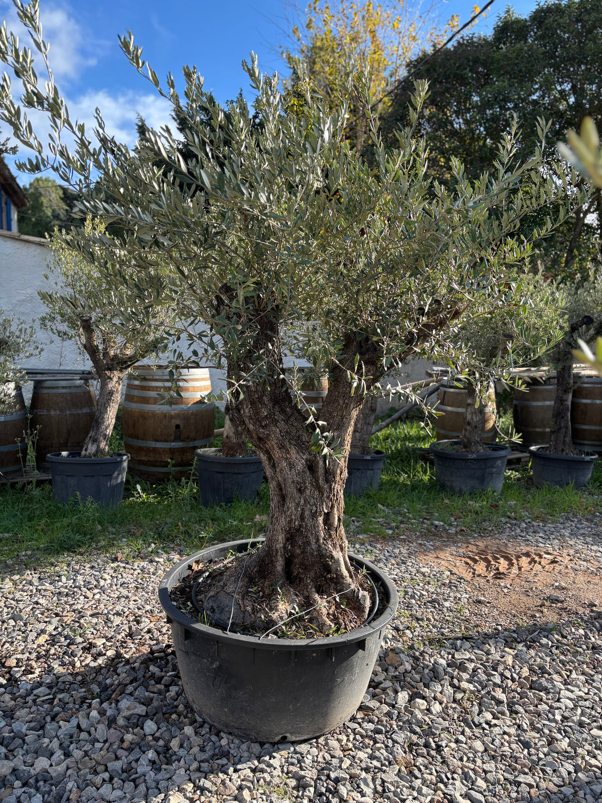 Olivier Centenaire d’Exception