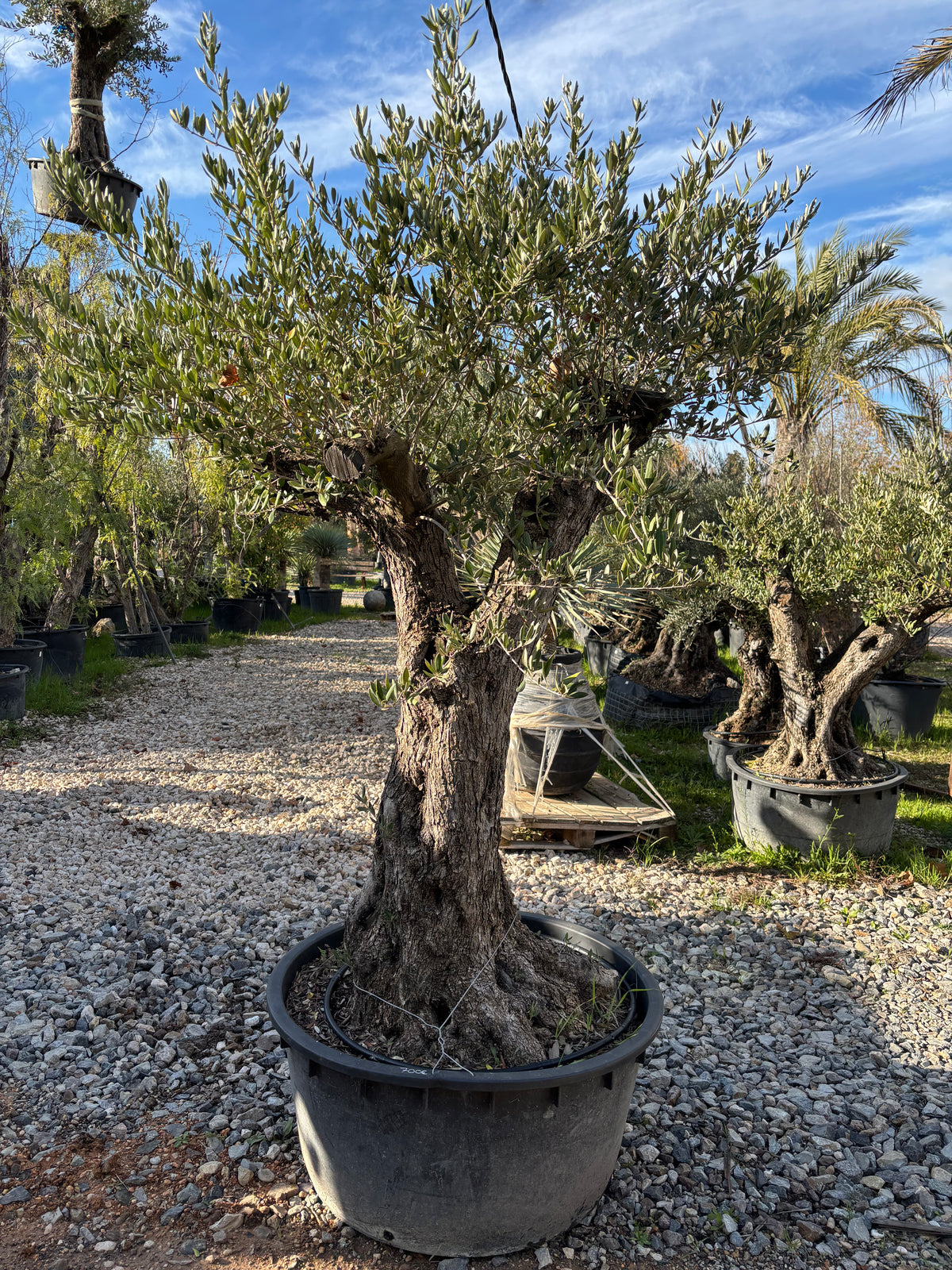 Olivier Centenaire – Tronc Naturel Sculpté
