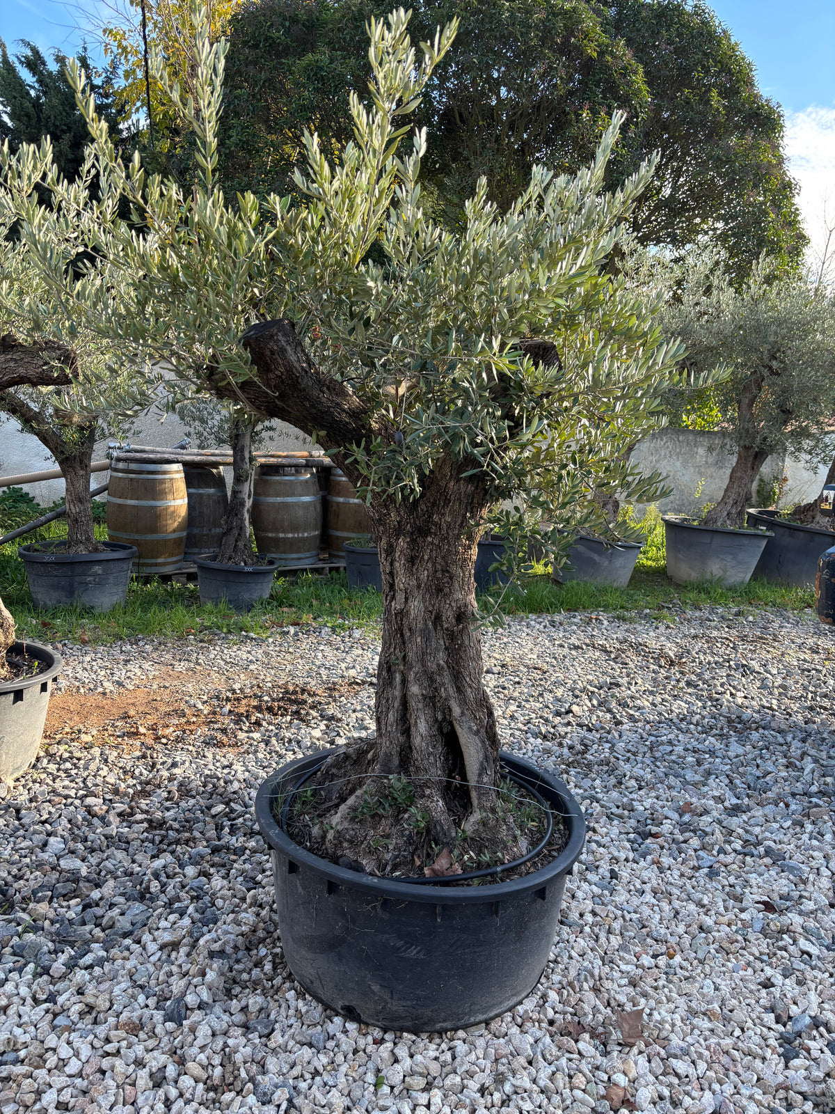 Olivier Centenaire – Tronc Authentique