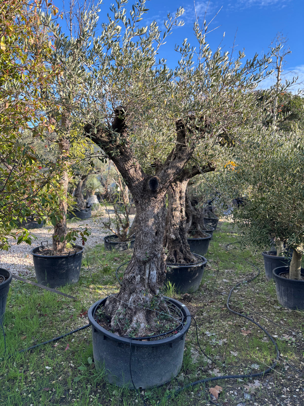 Olivier Centenaire Méditerranéen
