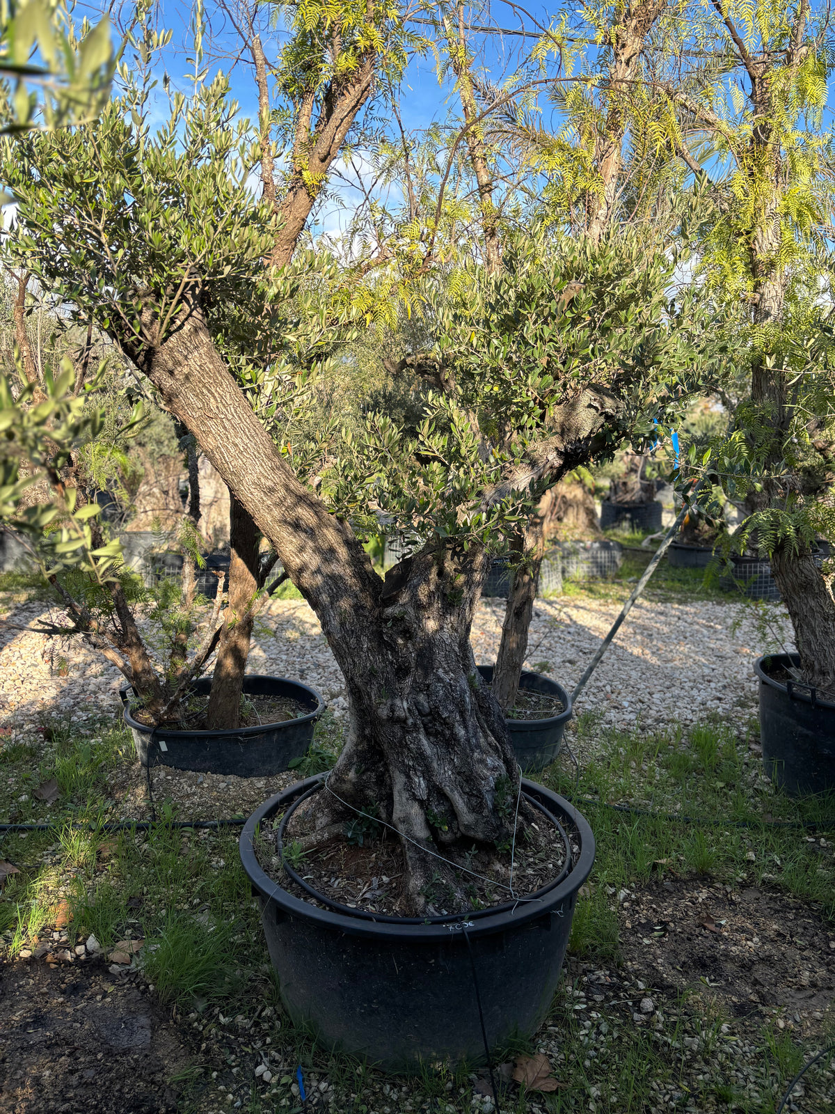 Olivier Centenaire d’Exception