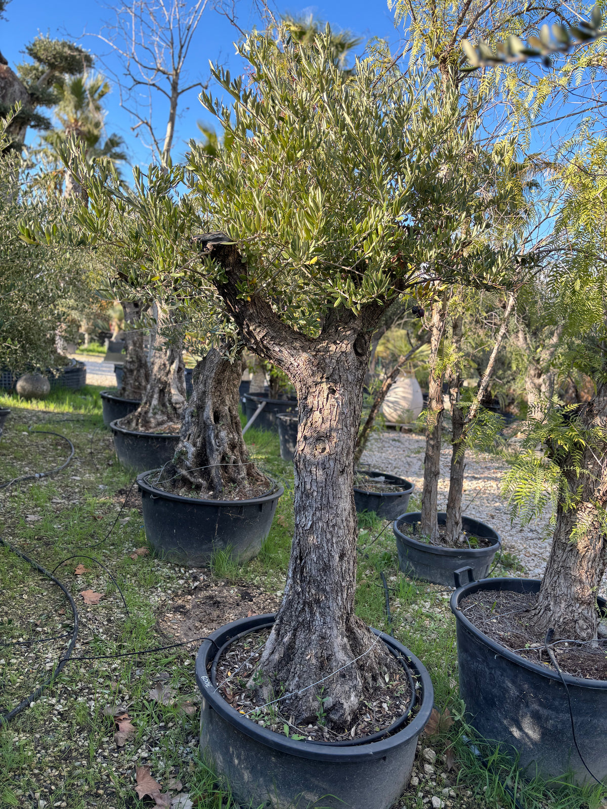 Olivier Centenaire  Forme Naturelle
