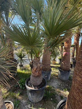 Palmier Washingtonia Filifera