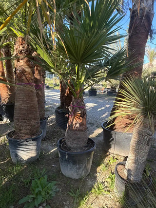 Palmier Washingtonia Filifera