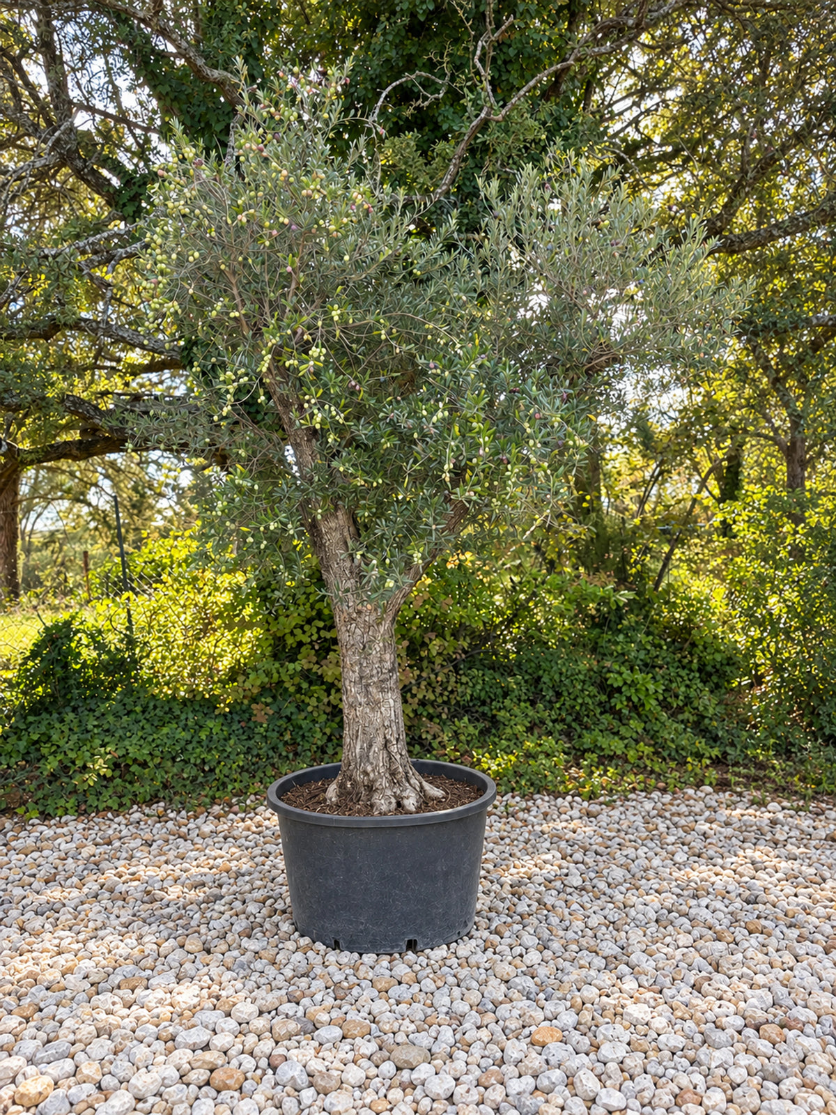 Olivier centenaire OL-121 – pépinière Royal Palm Aix