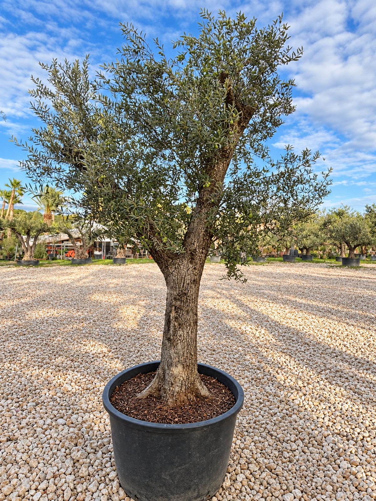 Olivier centenaire OL-121 – pépinière Royal Palm Aix