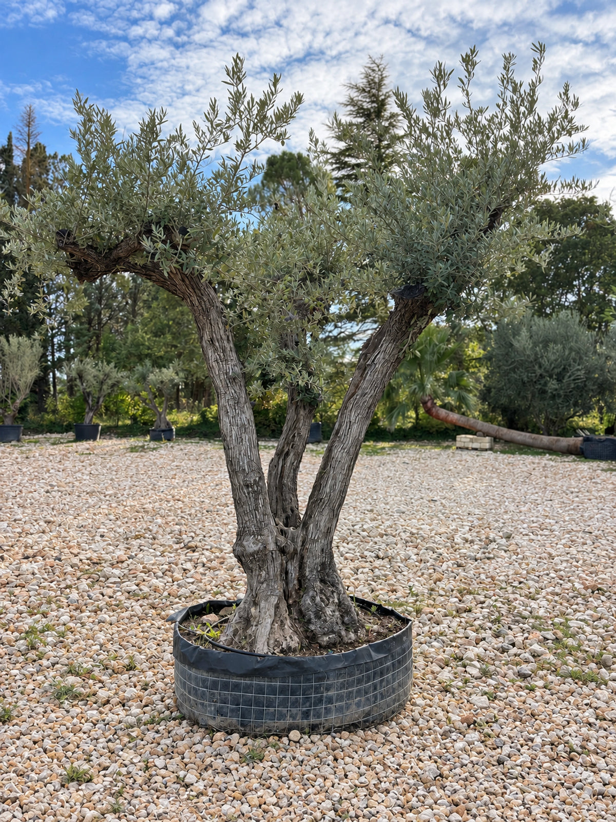 Olivier centenaire OL-157 – pépinière Royal Palm Aix