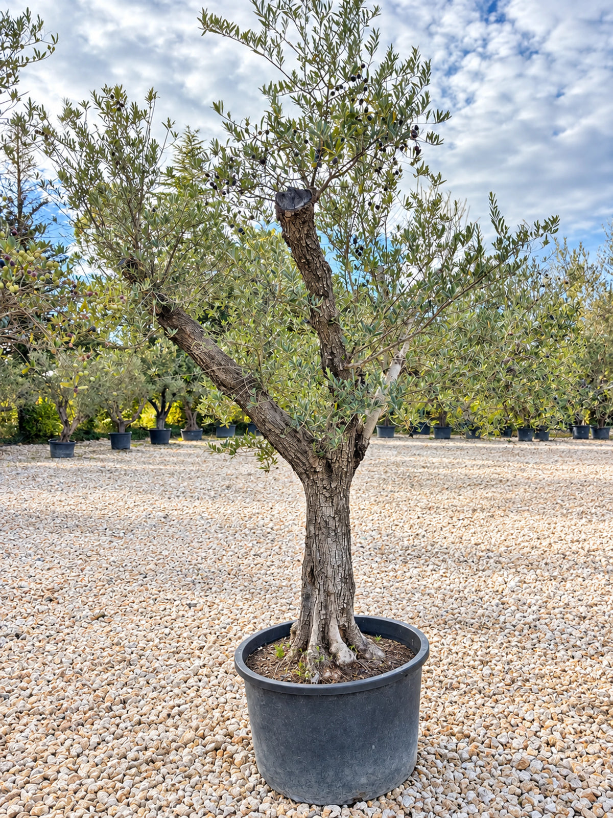 Olivier centenaire OL-161 – pépinière Royal Palm Aix