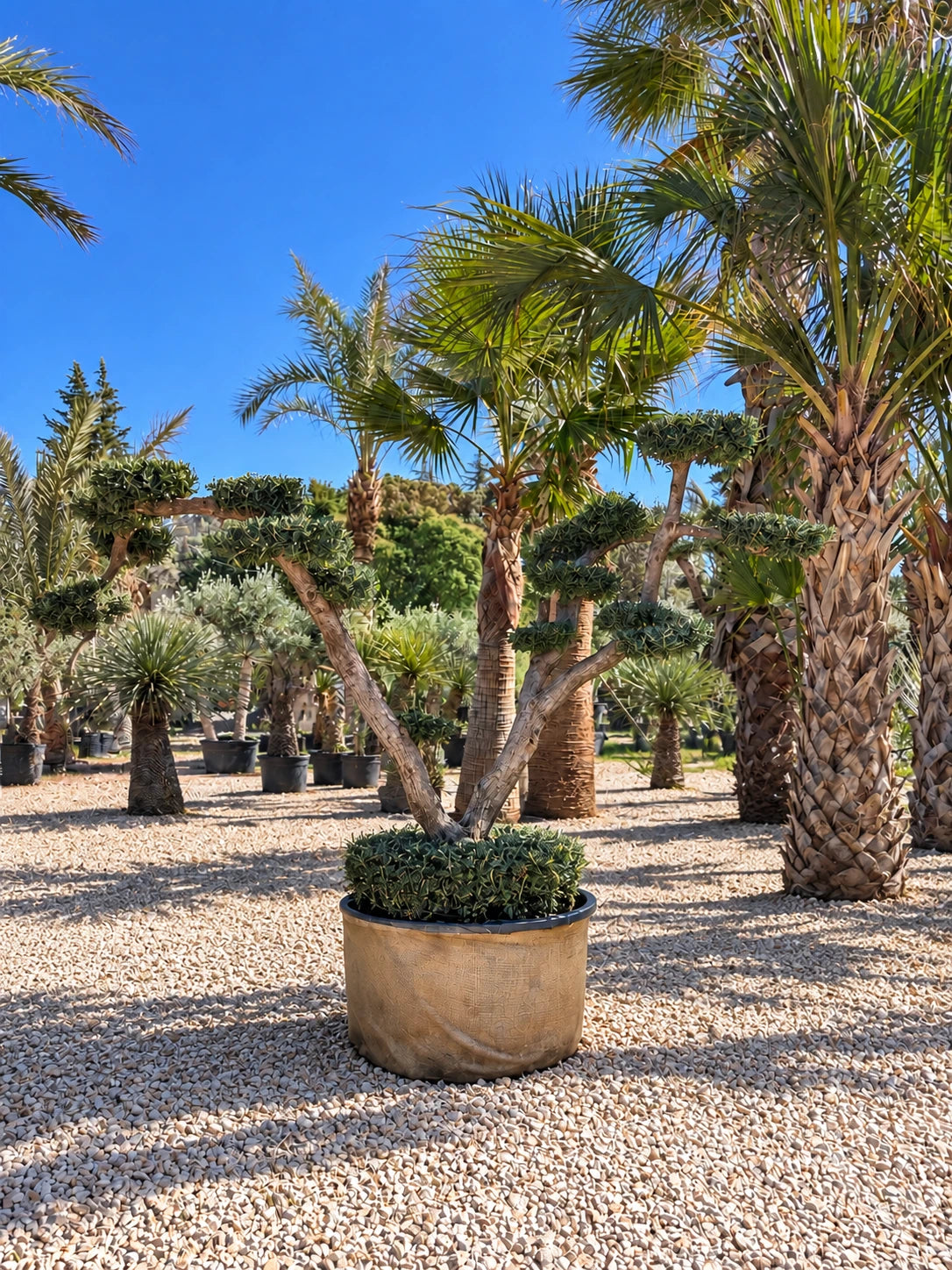 Olivier nuage OL-189 – pépinière Royal Palm Aix