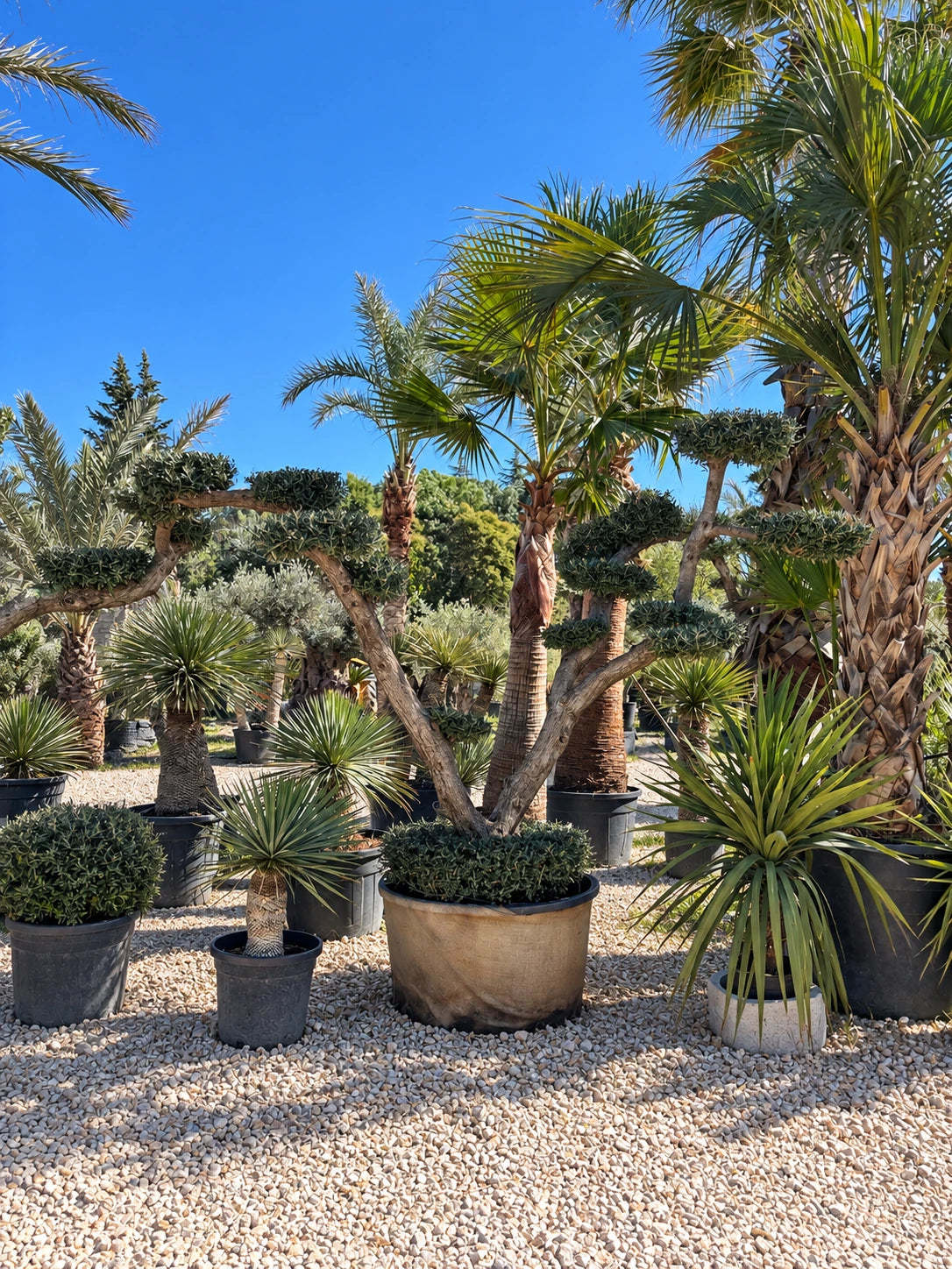 Olivier nuage OL-189 – pépinière Royal Palm Aix