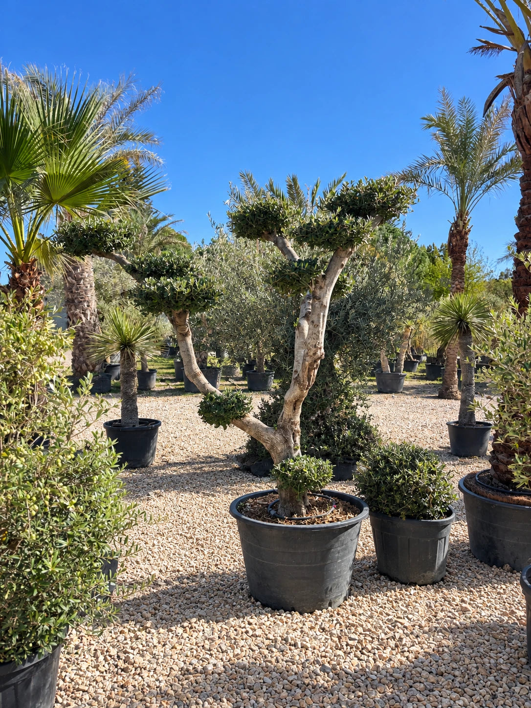 Olivier nuage OL-191 – pépinière Royal Palm Aix