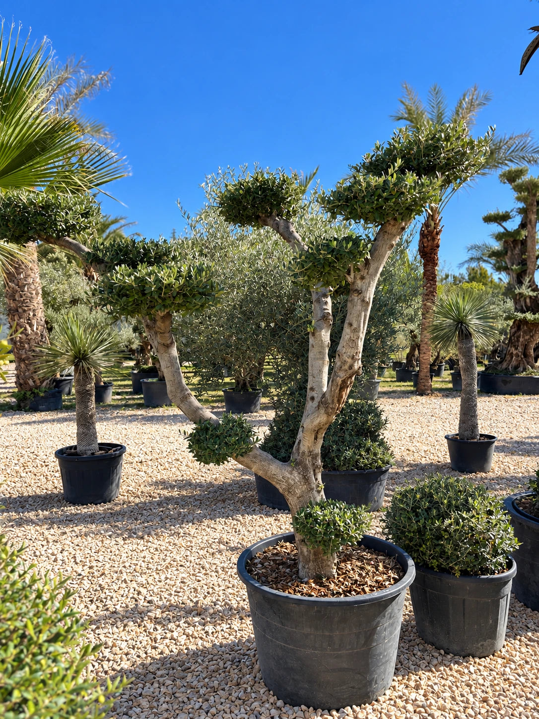 Olivier nuage OL-191 – pépinière Royal Palm Aix