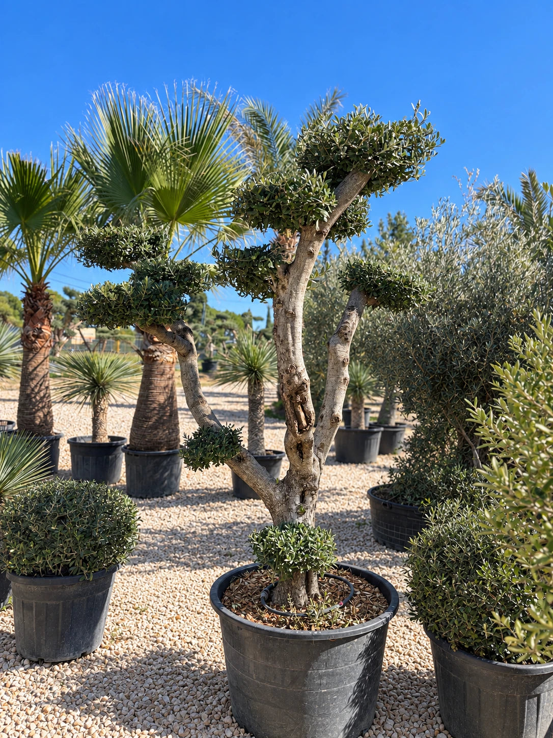 Olivier nuage OL-191 – pépinière Royal Palm Aix
