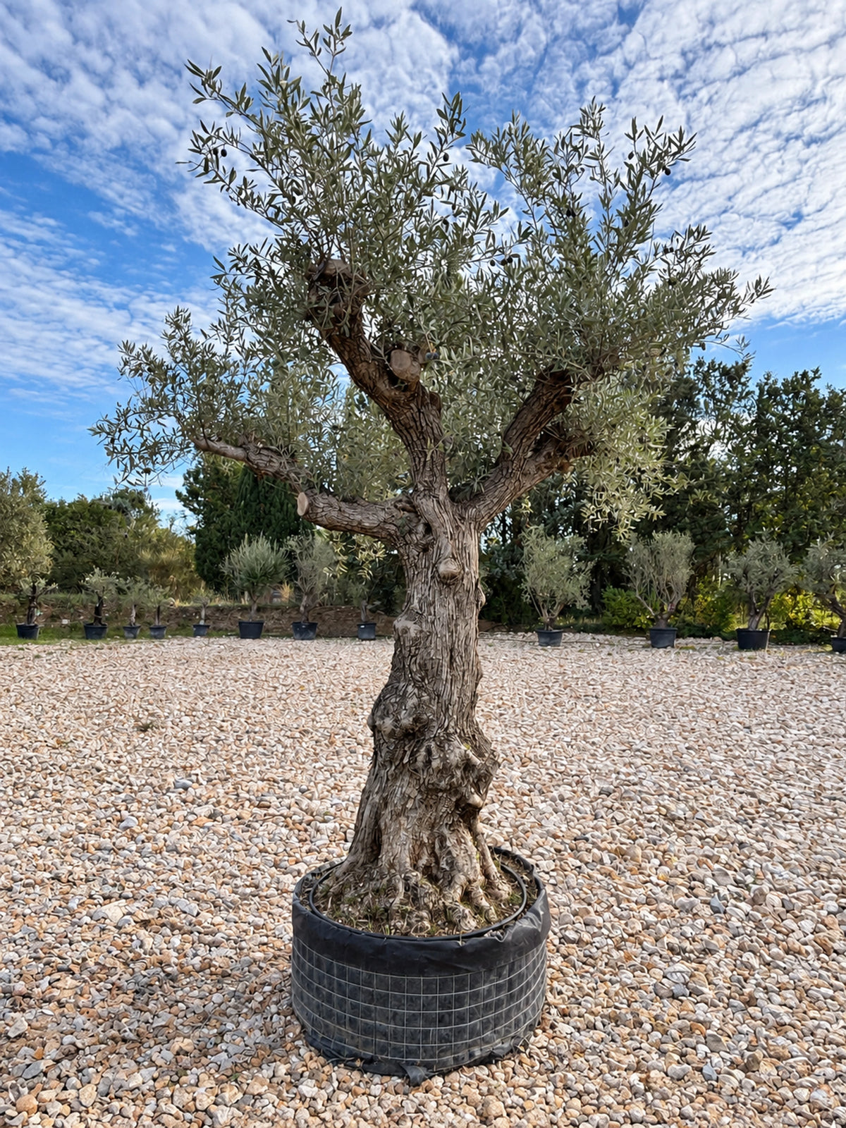 Olivier centenaire OL-222 – pépinière Royal Palm Aix