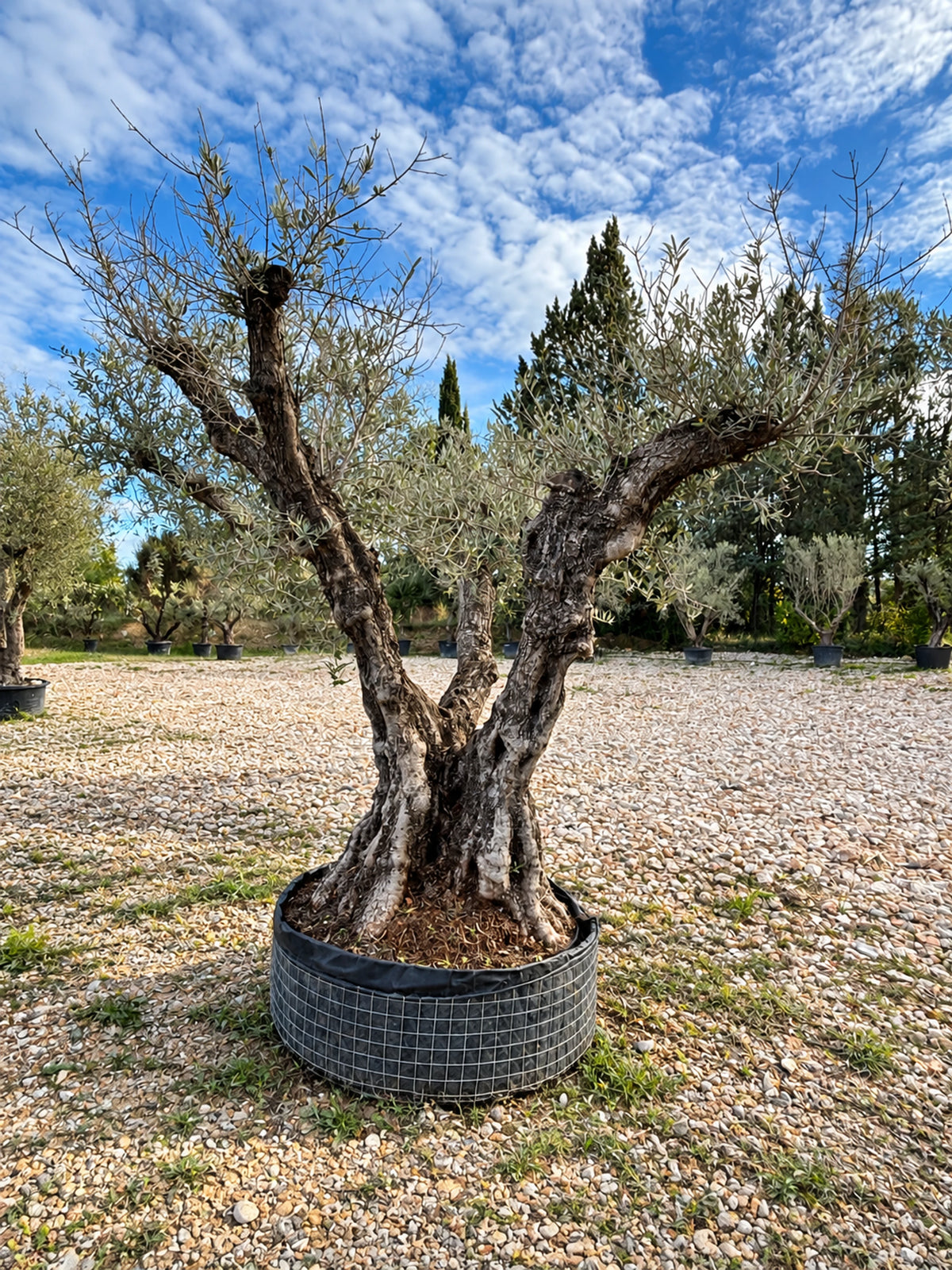 Olivier centenaire OL-223 – pépinière Royal Palm Aix