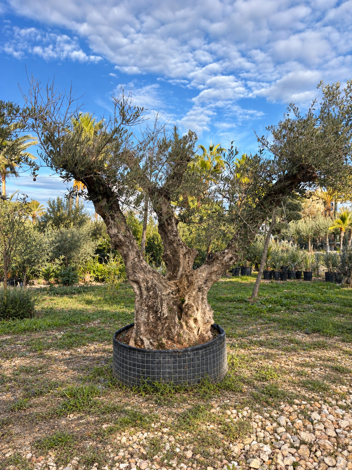 Olivier centenaire OL-223 – pépinière Royal Palm Aix