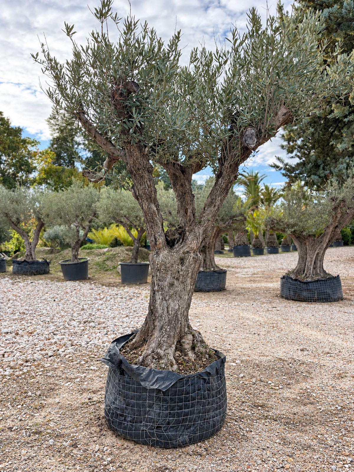 Olivier centenaire OL-224 – pépinière Royal Palm Aix