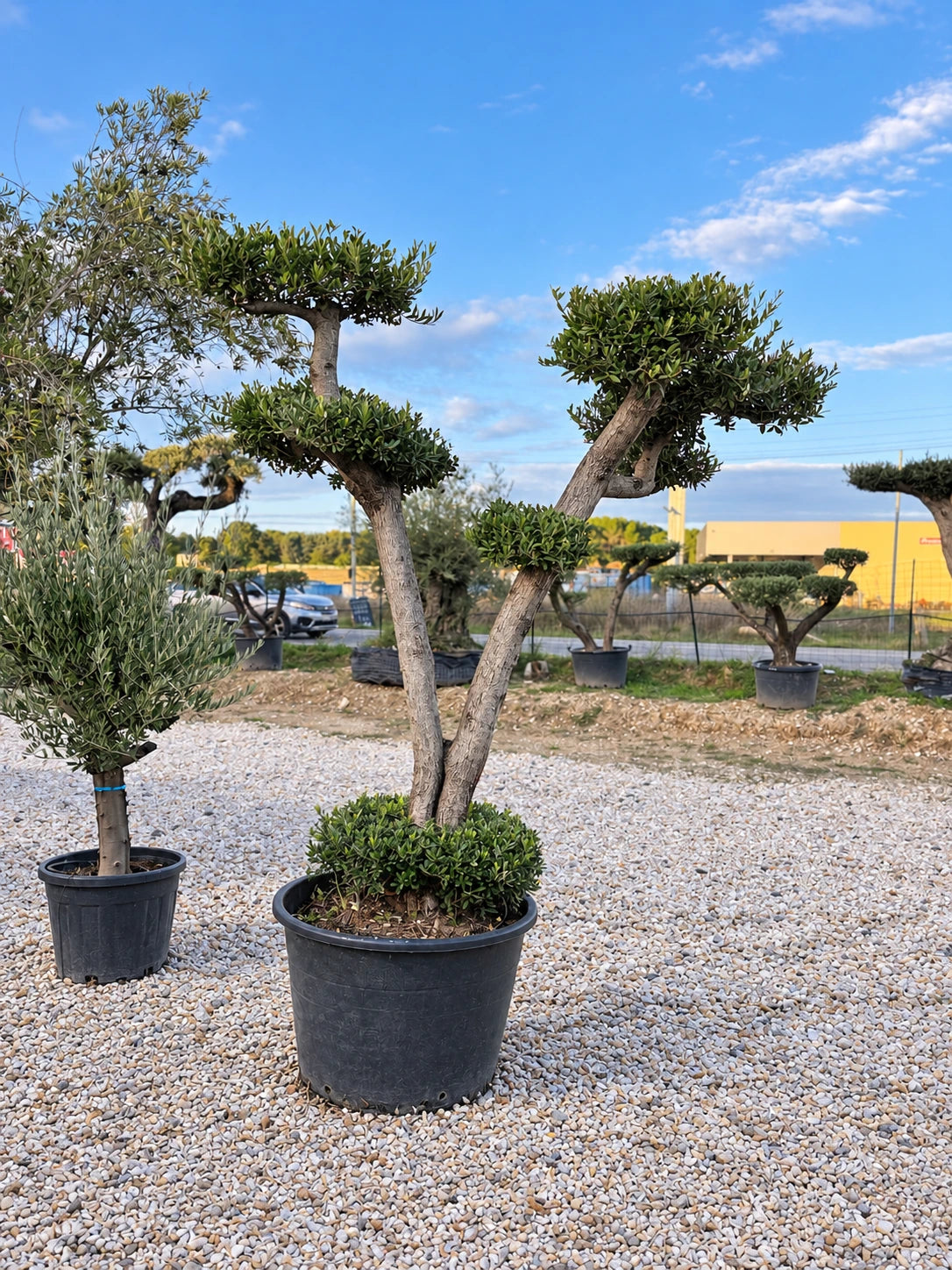 Olivier nuage OL-227 – pépinière Royal Palm Aix