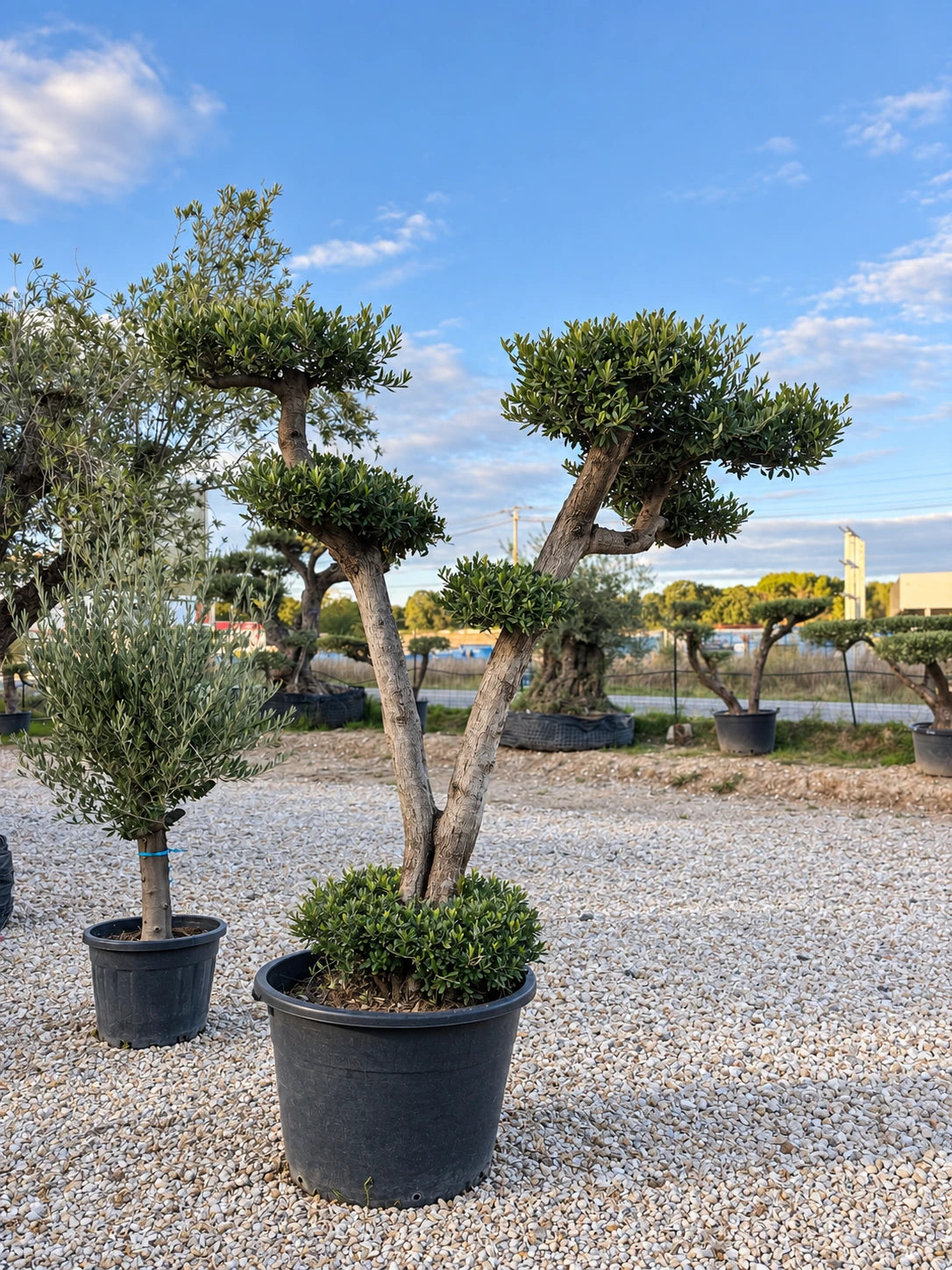 Olivier nuage OL-227 – pépinière Royal Palm Aix
