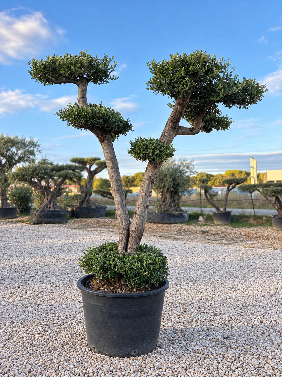 Olivier nuage OL-227 – pépinière Royal Palm Aix