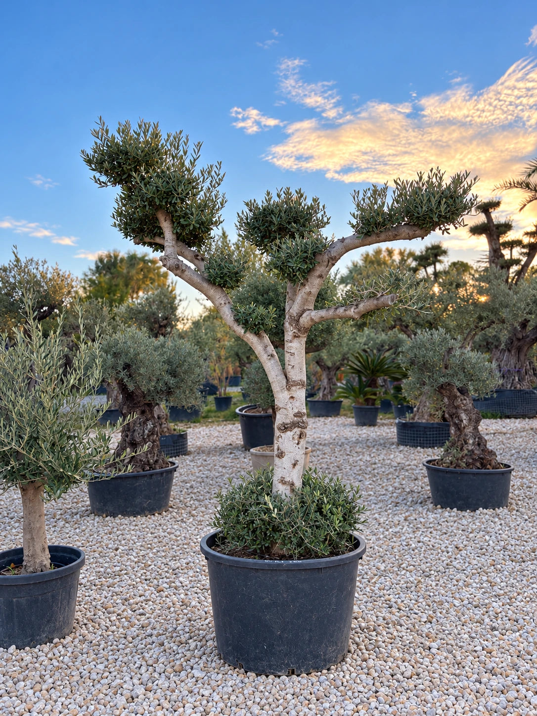 Olivier nuage OL-228 – pépinière Royal Palm Aix