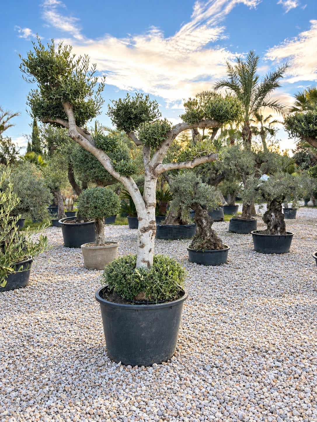 Olivier nuage OL-228 – pépinière Royal Palm Aix