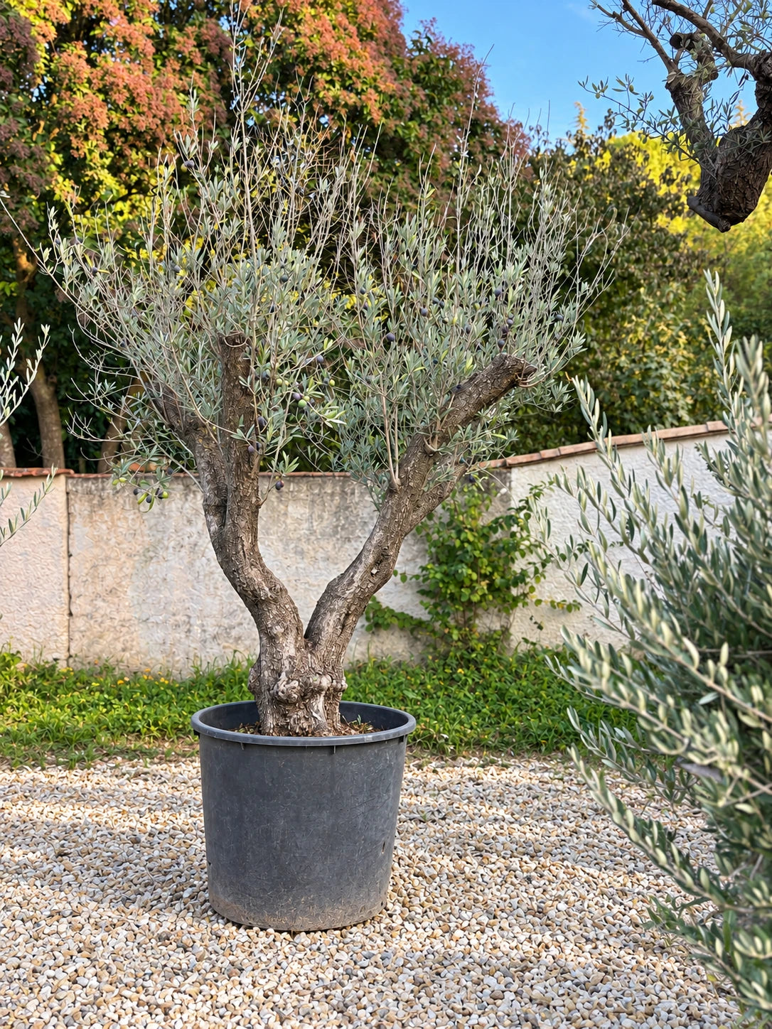 Olivier centenaire OL-141 – pépinière Royal Palm Aix