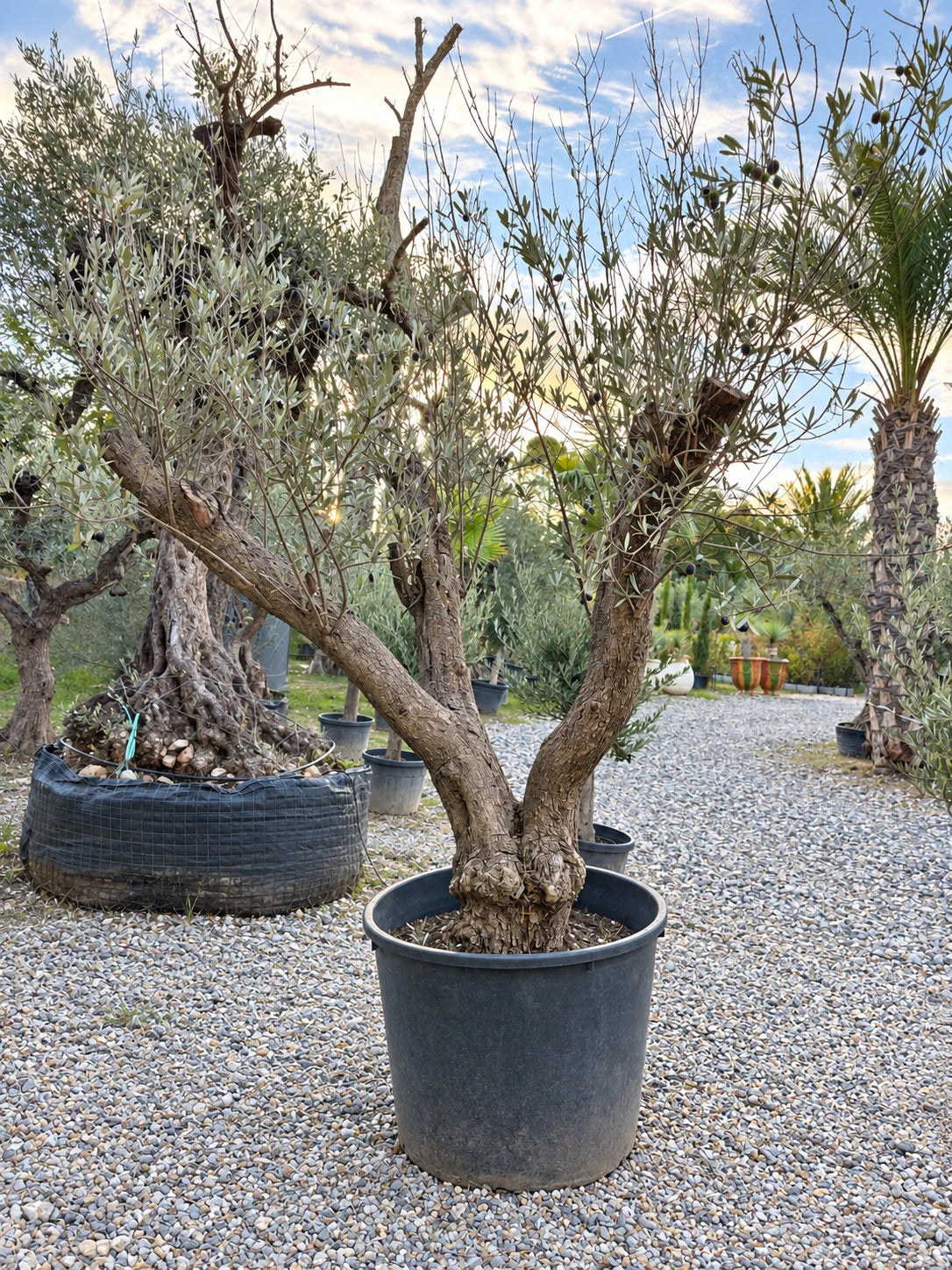 Olivier centenaire OL-141 – pépinière Royal Palm Aix