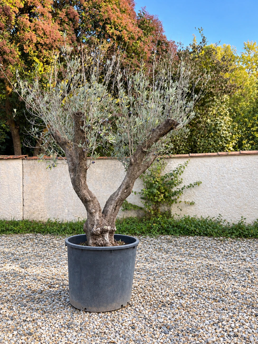 Olivier centenaire OL-141 – pépinière Royal Palm Aix