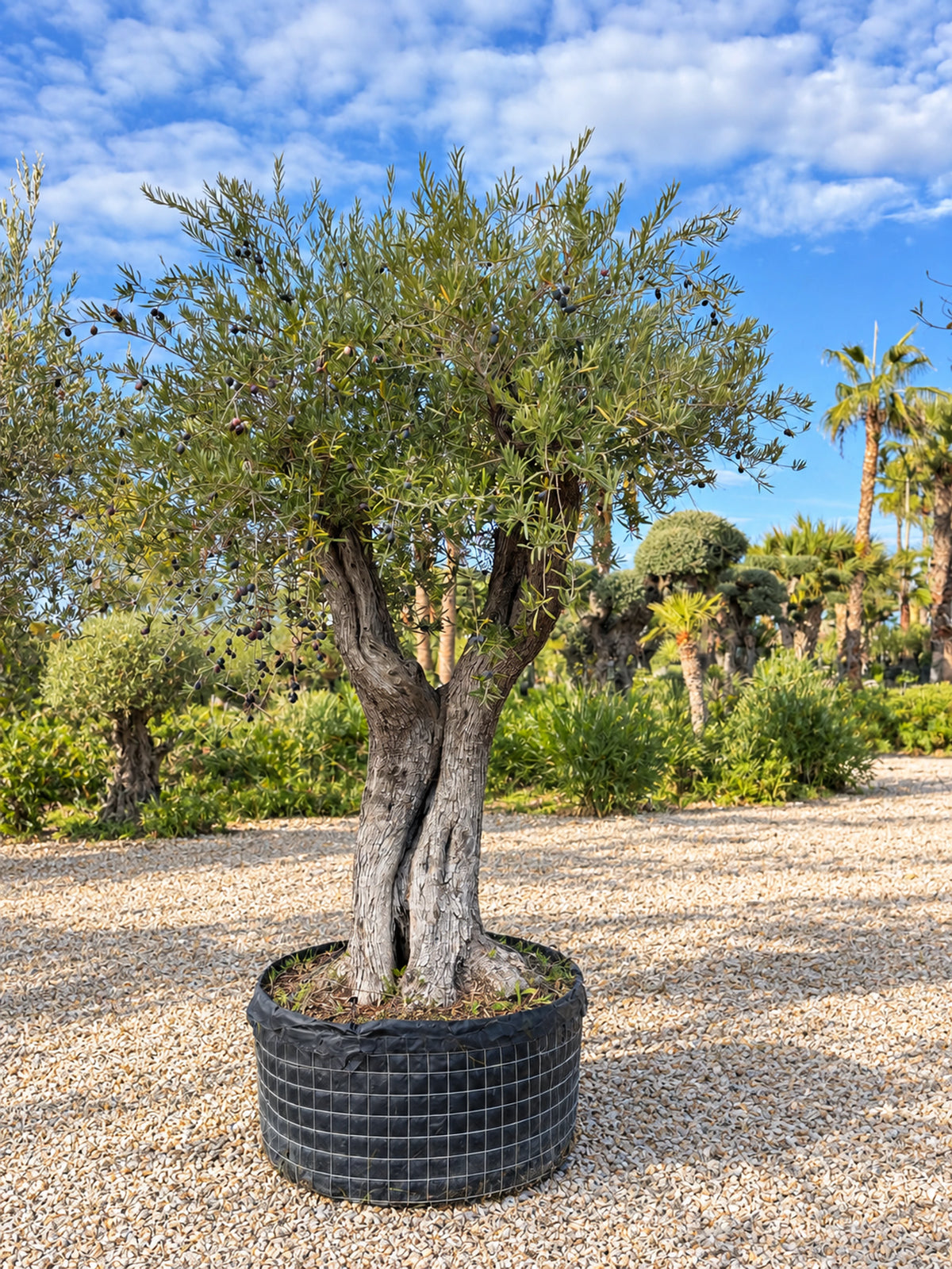 Olivier centenaire OL-45 – pépinière Royal Palm Aix