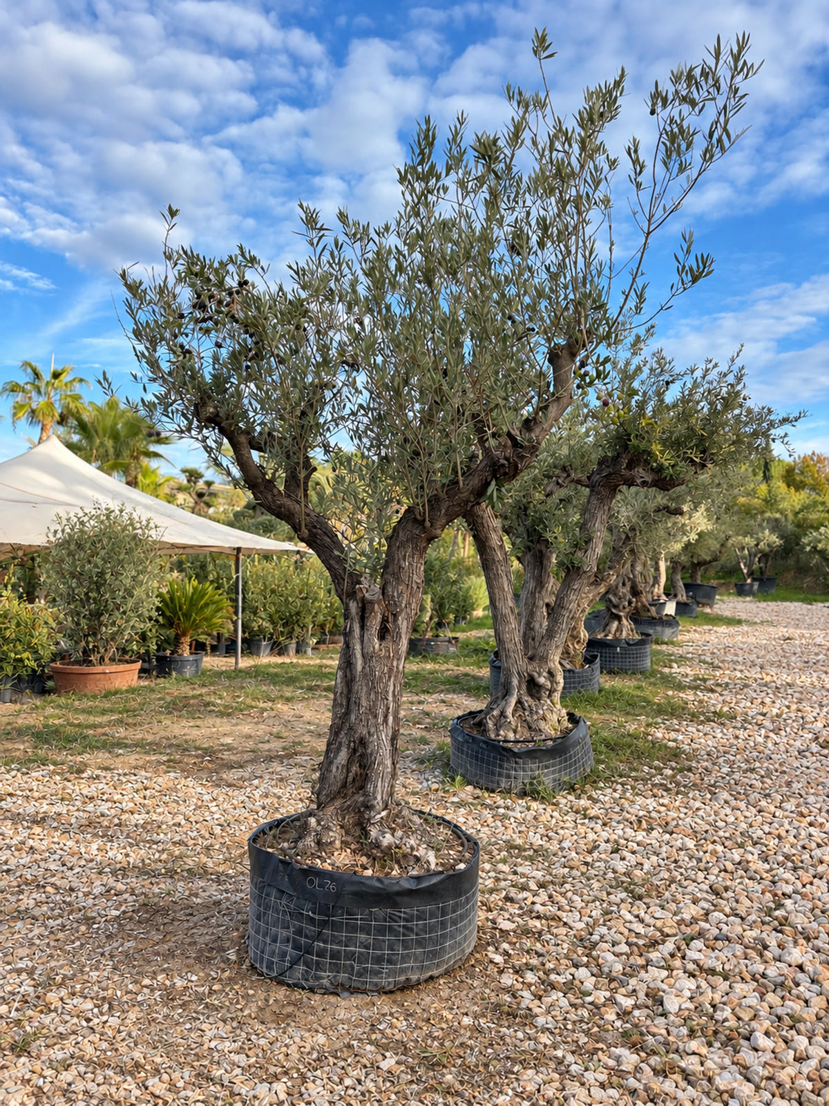 Olivier centenaire OL-76 – pépinière Royal Palm Aix