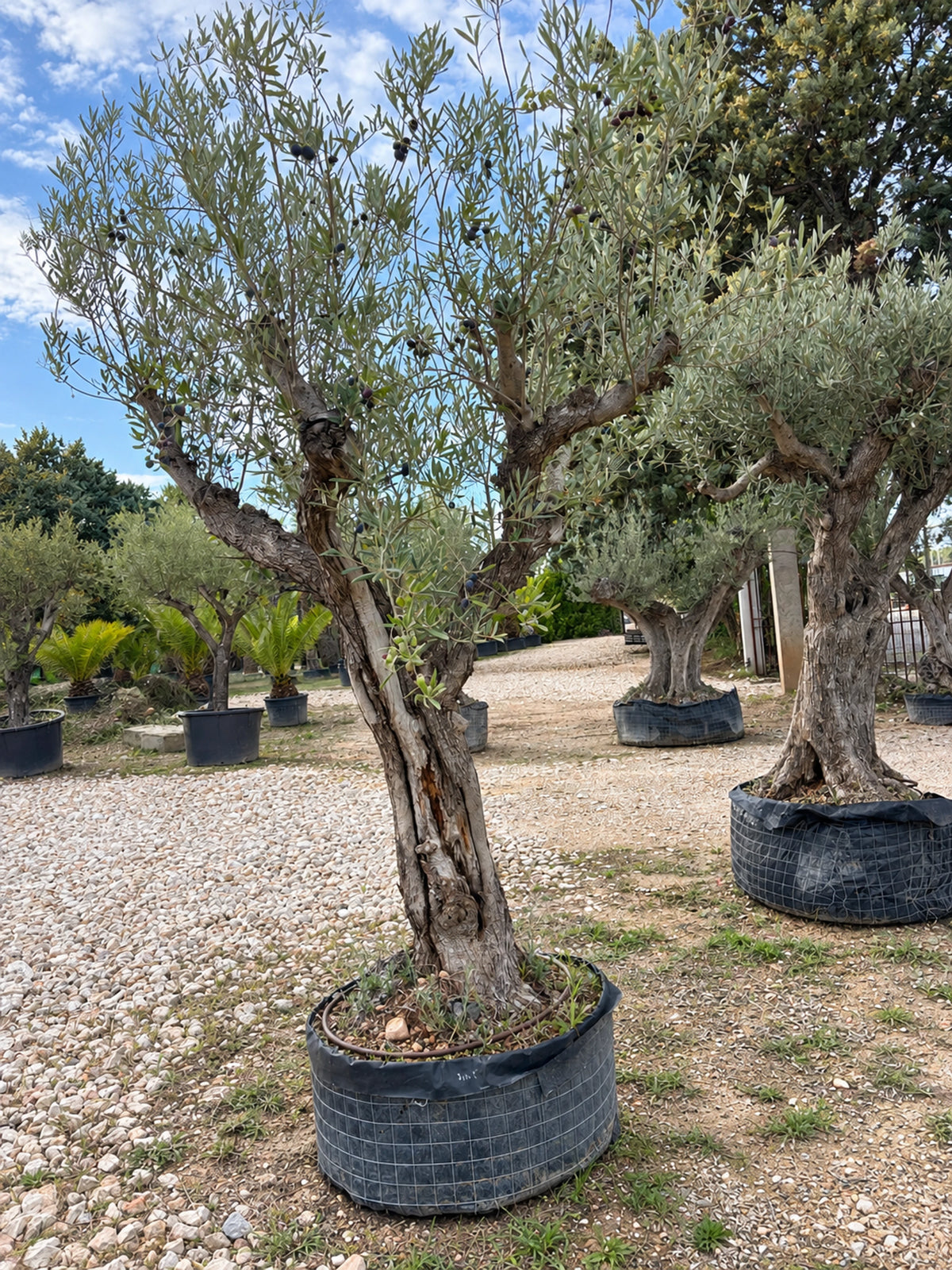 Olivier centenaire OL-76 – pépinière Royal Palm Aix