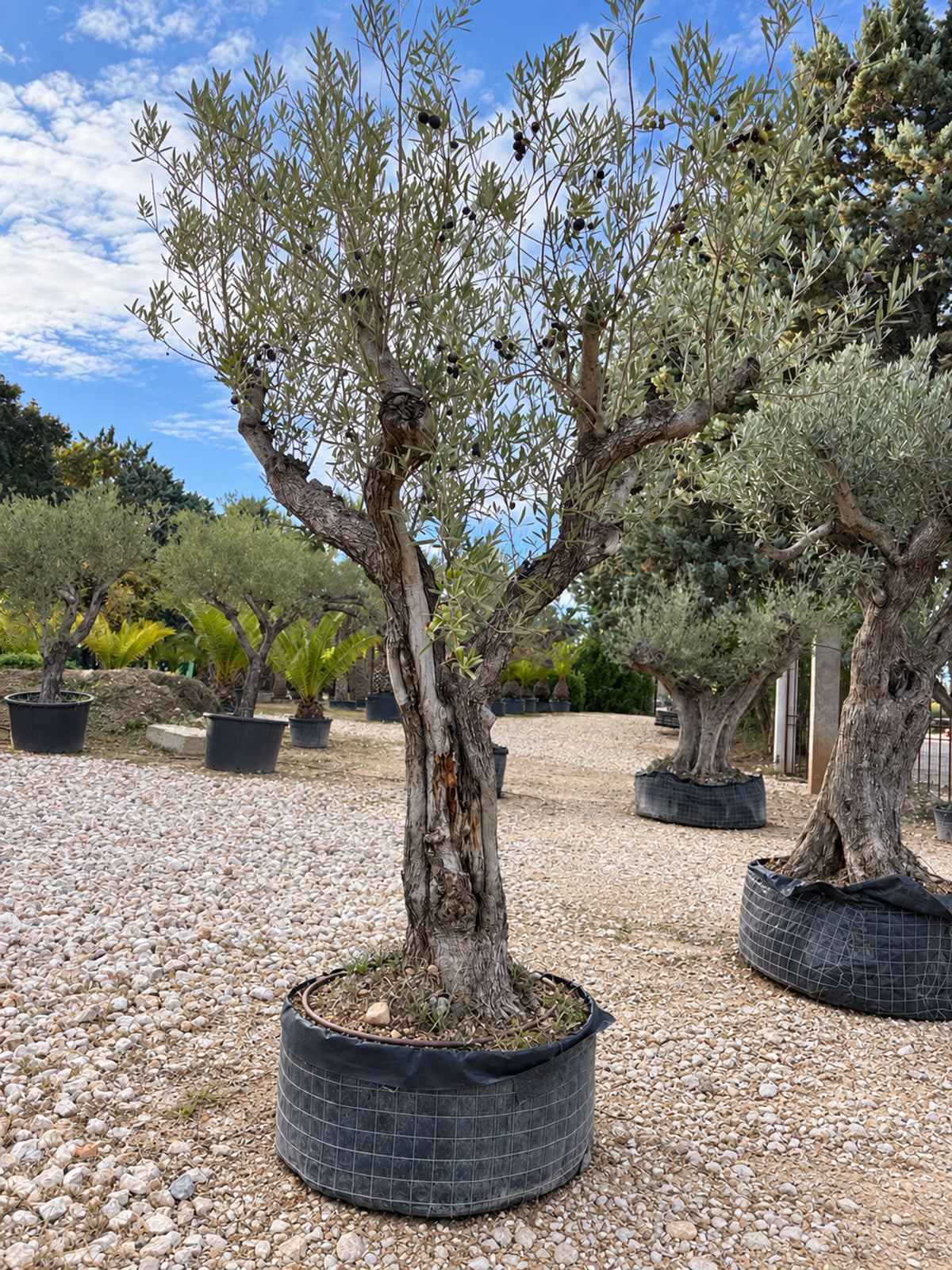 Olivier centenaire OL-76 – pépinière Royal Palm Aix
