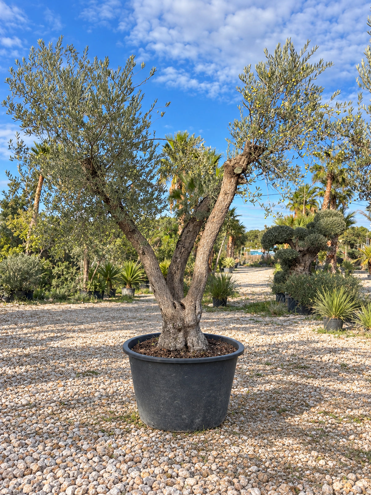 Olivier centenaire OL-79 – pépinière Royal Palm Aix