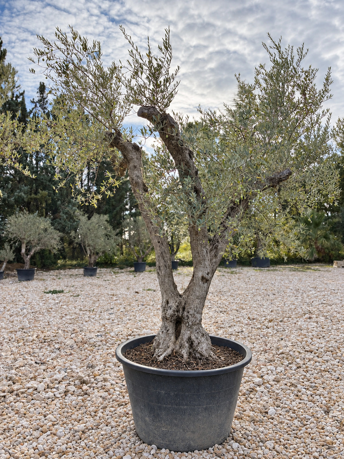 Olivier centenaire OL-79 – pépinière Royal Palm Aix
