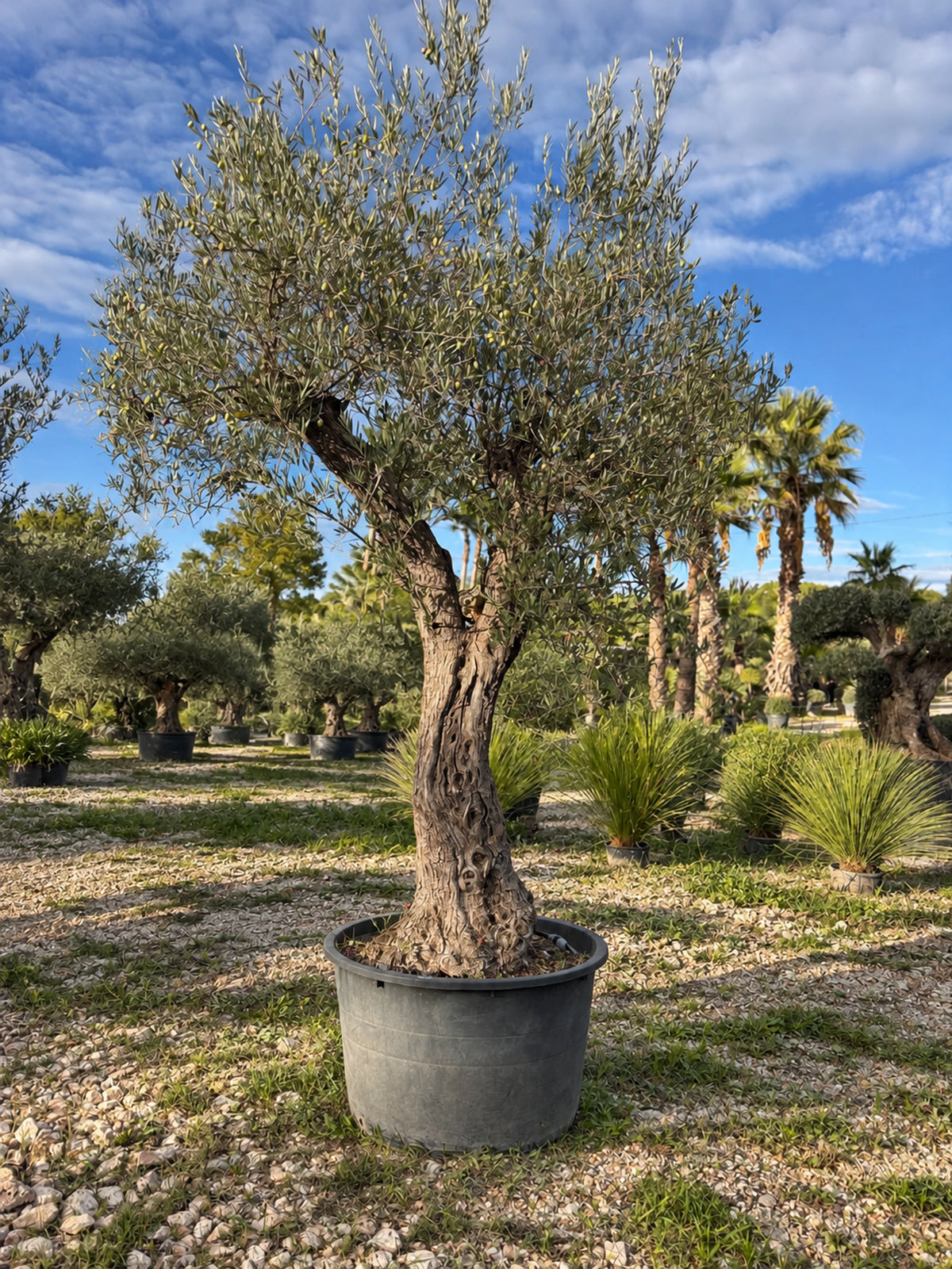 Olivier centenaire OL-86 – pépinière Royal Palm Aix
