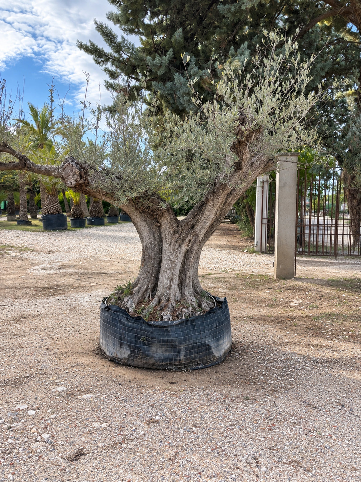 Olivier centenaire OL-9 – pépinière Royal Palm Aix
