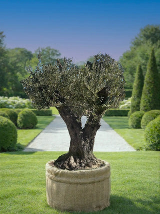 olivier centenaire tronc sculpté naturel Olivier centenaire –