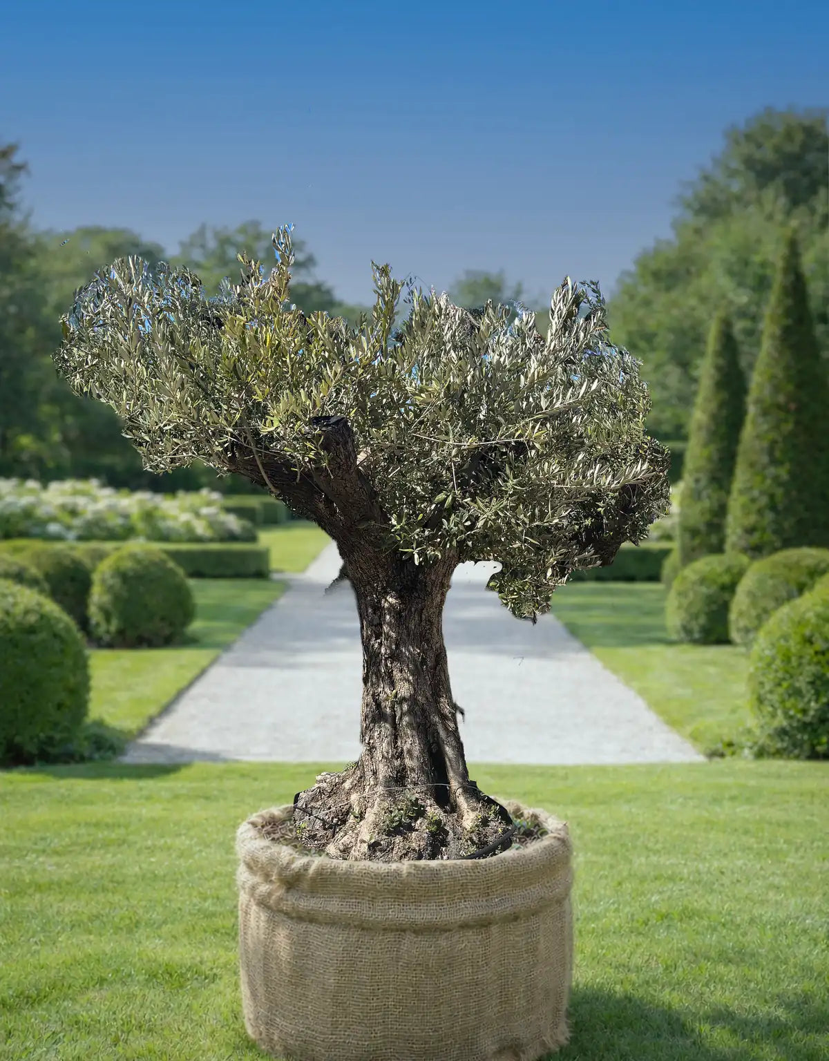 Olivier Centenaire Naturel en pot, ajoutant élégance et authenticité à un jardin bien entretenu.