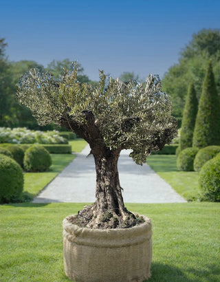 Olivier Centenaire Naturel en pot, ajoutant élégance et authenticité à un jardin bien entretenu.