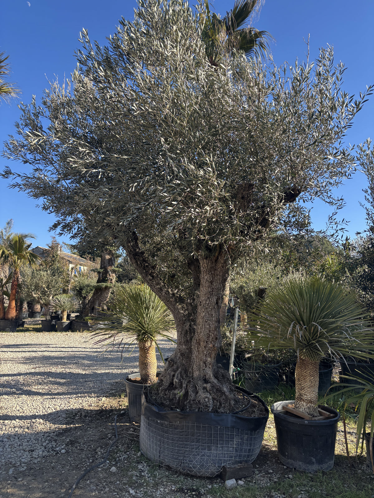 Olivier Multicentenaire