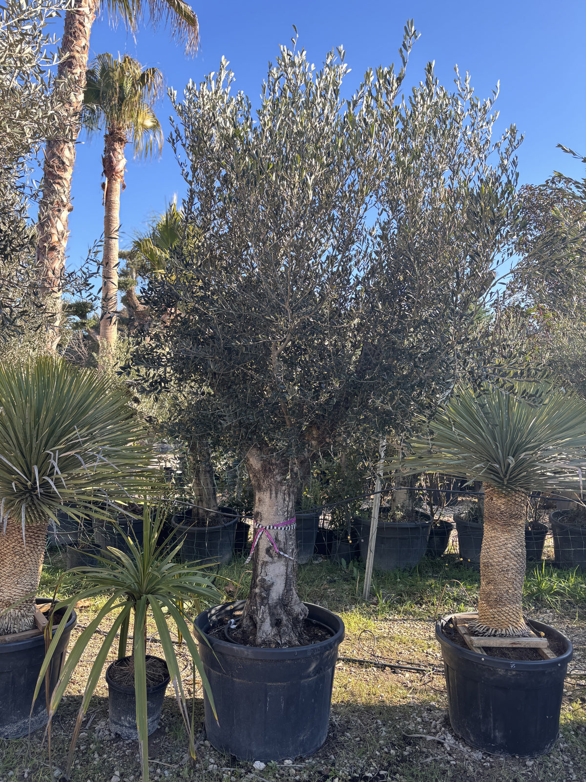 Olivier de production et d'ornement