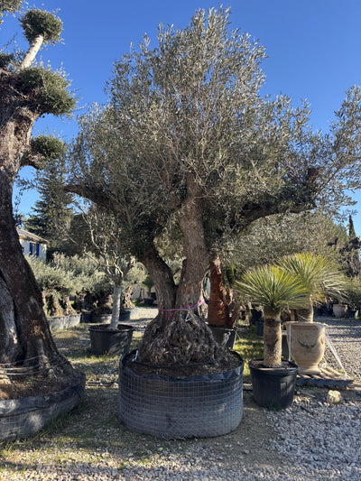 Olivier Multi-centenaire