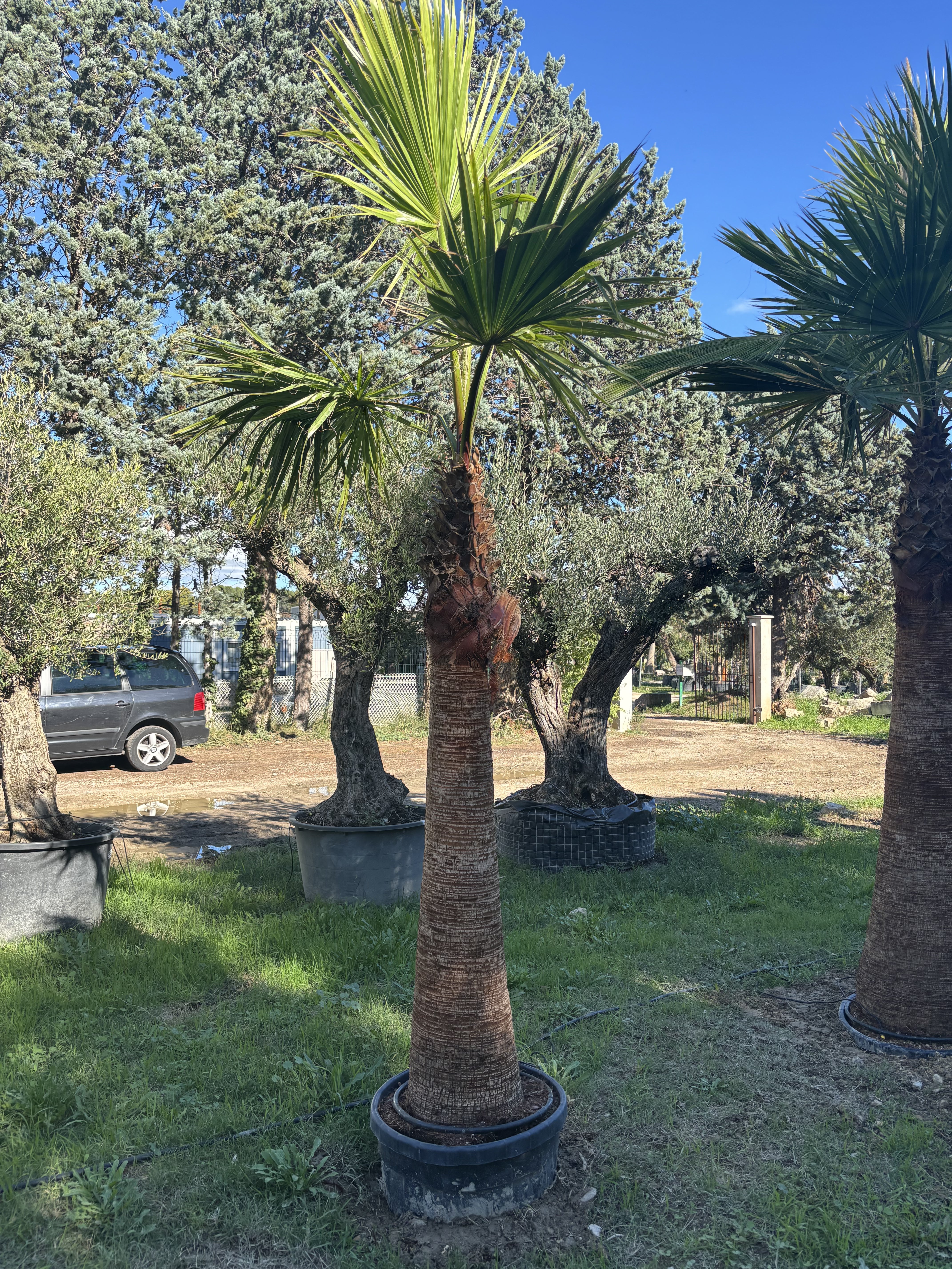 Palmier Washingtonia Robusta écorcé